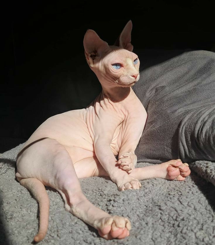 Kucing Sphynx, Kucing Tanpa Bulu yang Unik dan Punya Banyak Keistimewaan