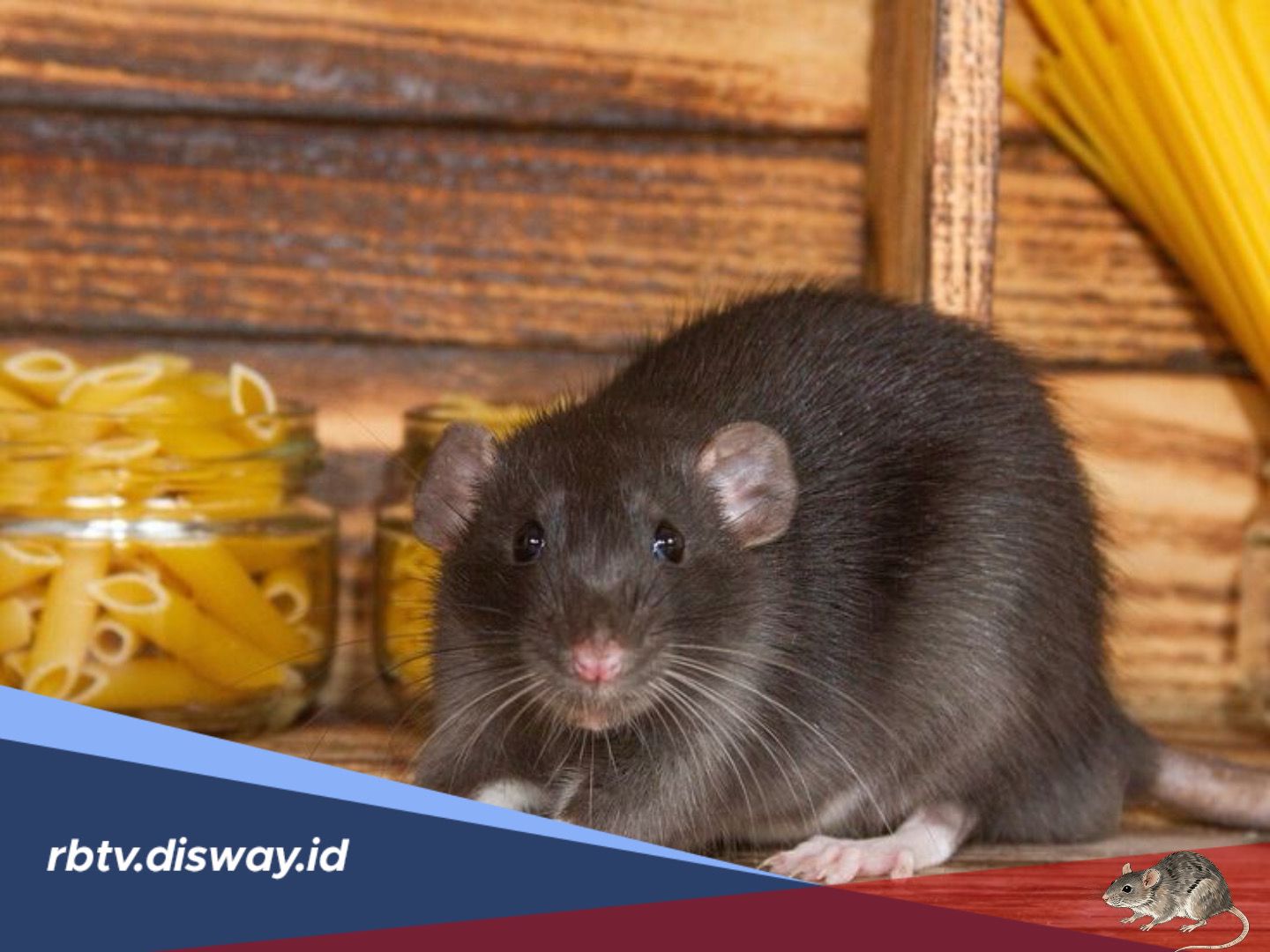 Penyebab Tikus Sering Masuk Rumah dan Cara Mencegahnya Paling Efektif