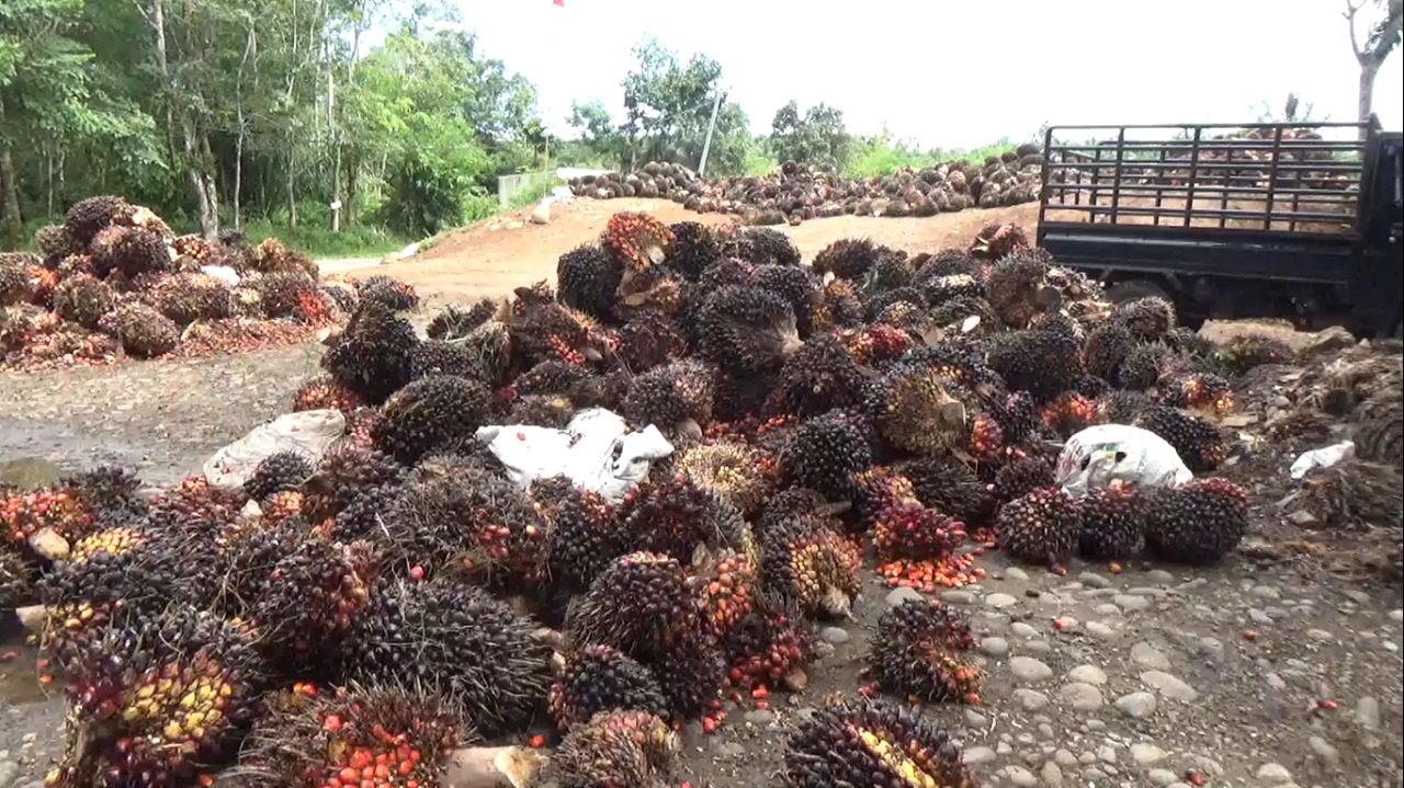 Update Harga TBS Sawit di Bengkulu Utara, Tertinggi di PT Mitra Puding Mas