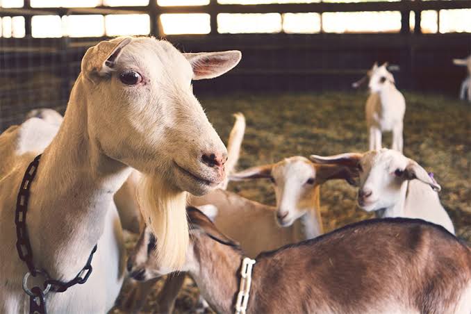 Bolehkah Berkurban dan Akikah dengan Satu Hewan Sekaligus? Ini Pendapat Para Ulama