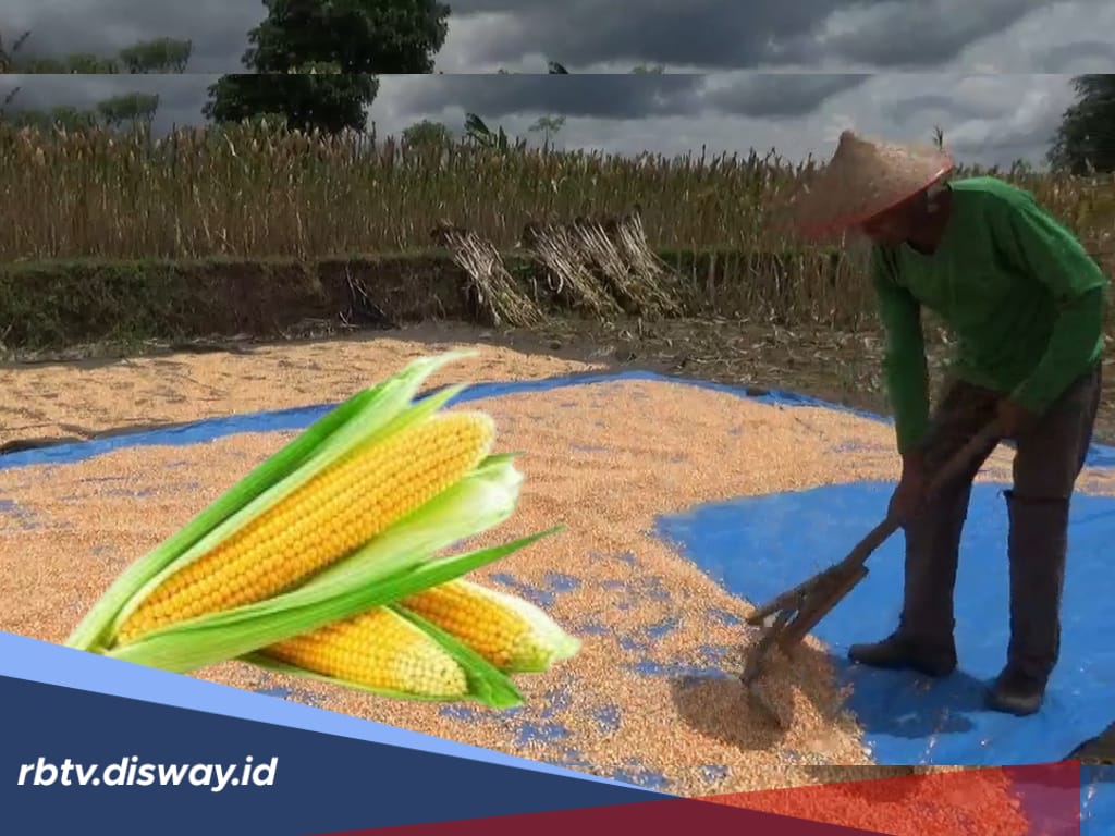 Awal Juni Bulog Tampung Jagung Hasil Panen Petani, Segini Harga dan Spesifikasi Jagung yang Bisa Dibeli 