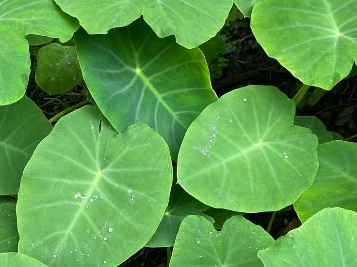 Seperti Ini Manfaat Daun Talas untuk Kecantikan, Anda Bisa Mengolahnya