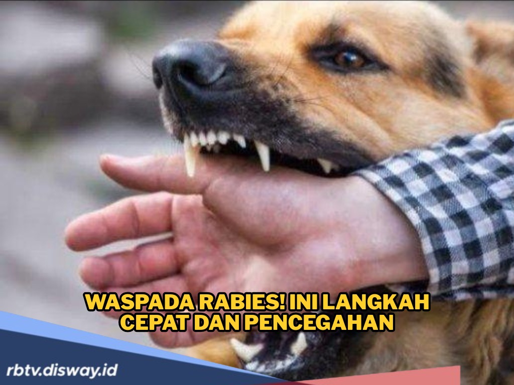 Waspada Rabies! Ini Langkah Cepat Jika Terkena Gigitan atau Cakaran HPR