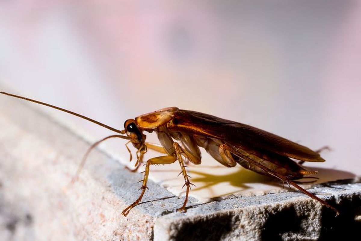 Mitos dan Kepercayaan Seputar Kecoa Masuk Rumah, Pertanda Apa?