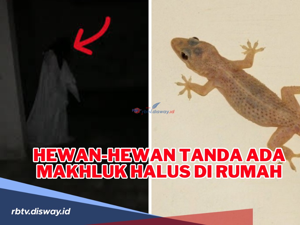 Hati-hati jika Hewan Ini Ada di Rumah, Ini Hewan Tanda Ada Makhluk Halus di Rumah Kata Ustad Adi Hidayat