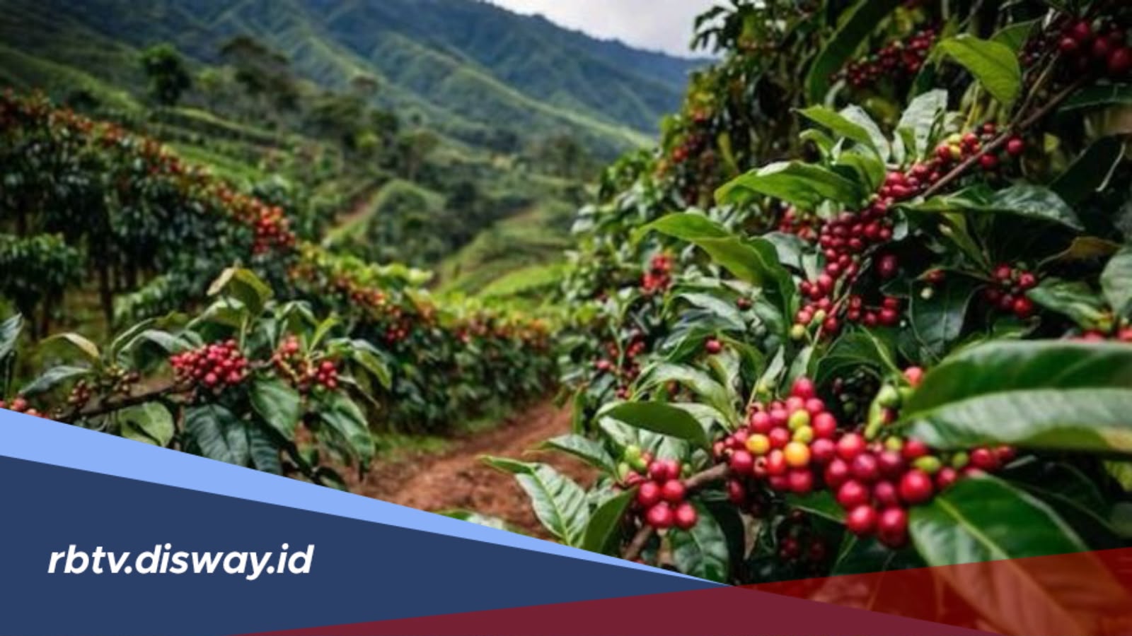 Daftar Daerah Penghasil Kopi Terbesar di Indonesia, Sumatera Nomor 1?