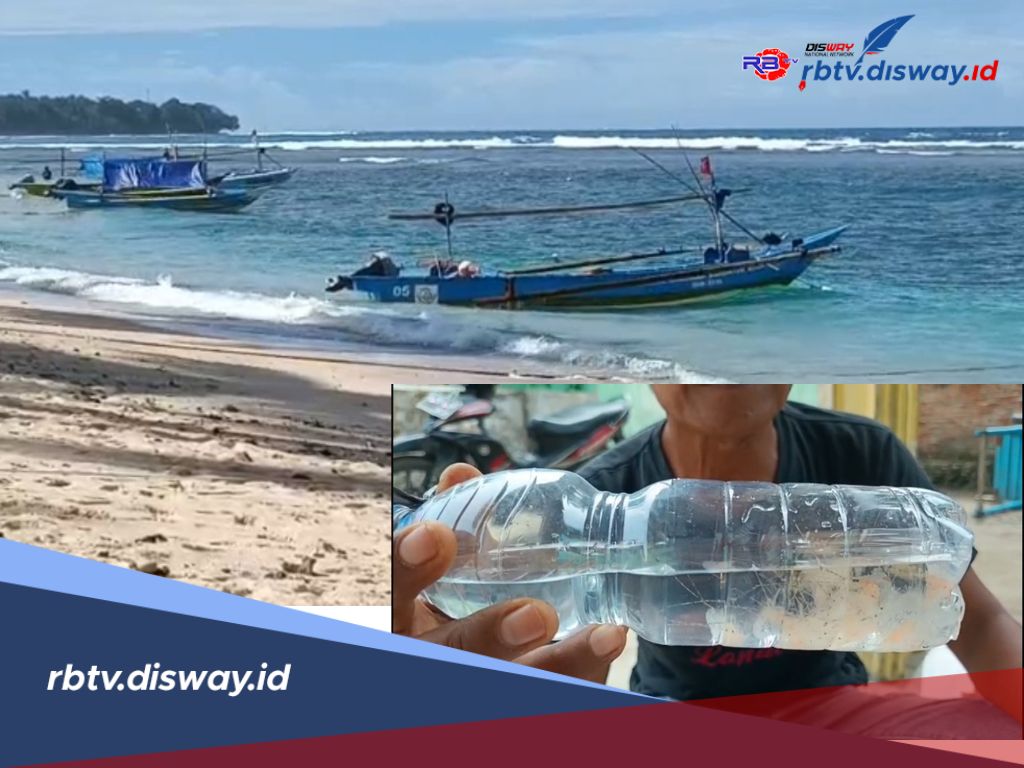 Sudah Seminggu, Harga Benih Bening Lobster di Kaur Anjlok