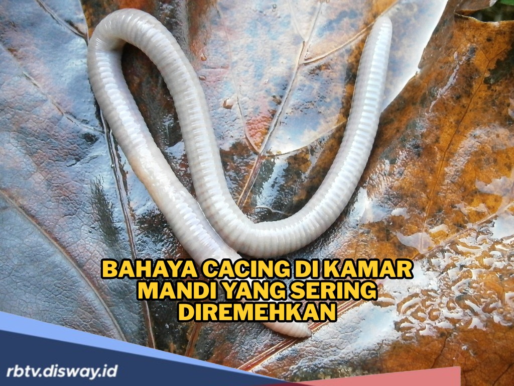 Waspada! Inilah Bahaya Cacing di Kamar Mandi yang Sering Diremehkan