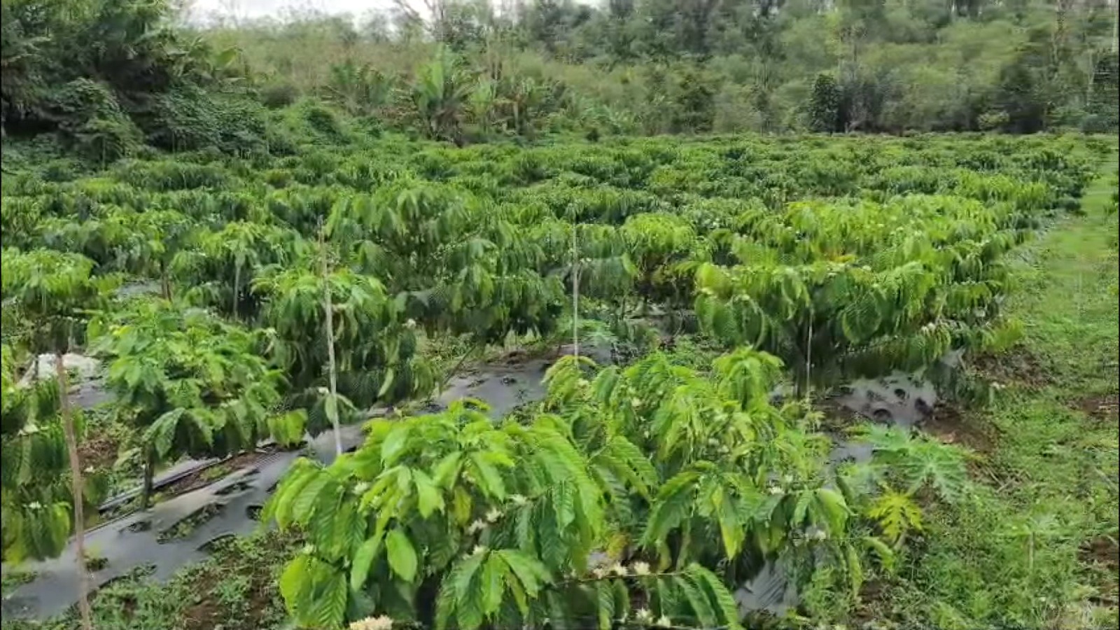 Selamat, 10 Kebun Warga Kepahiang Masuk Sepuluh Besar Lomba Pengolahan Kebun Kopi Petani Lokal