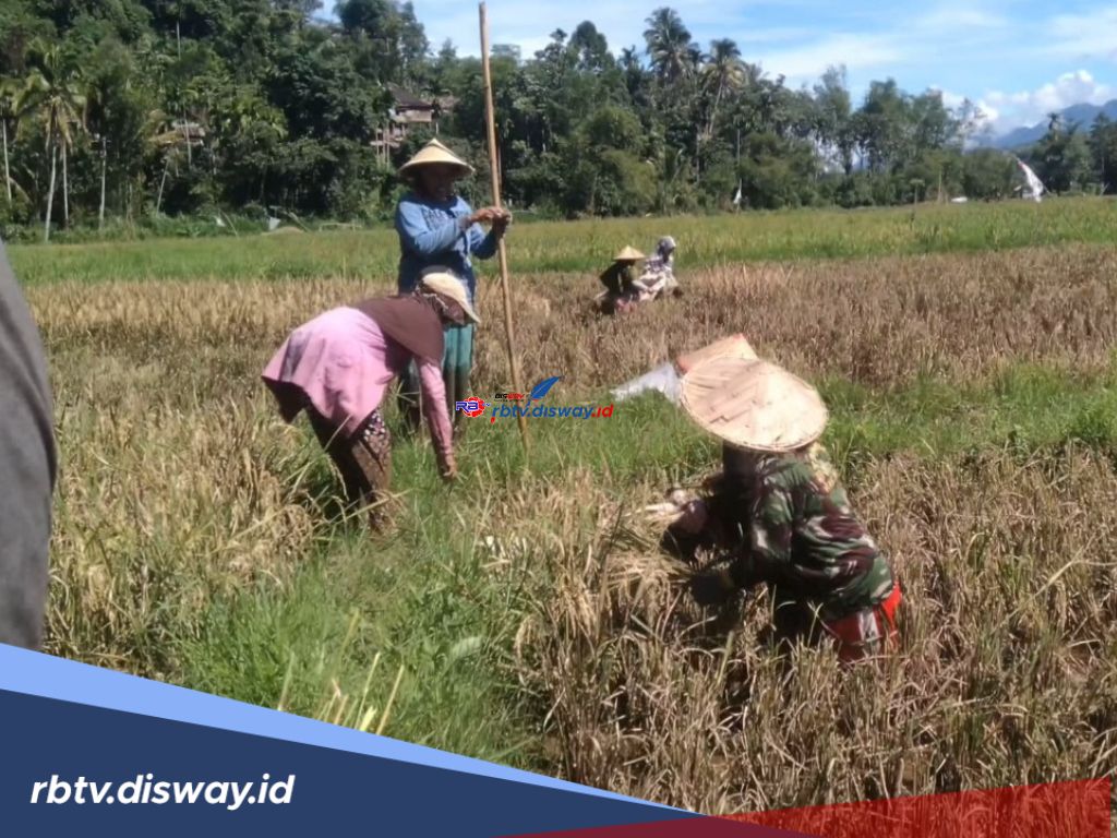 Dapat Bantuan Bibit Padi dari Kementan, Pemkab Lebong Siap Salurkan di Lahan 16 Ribu Hektare