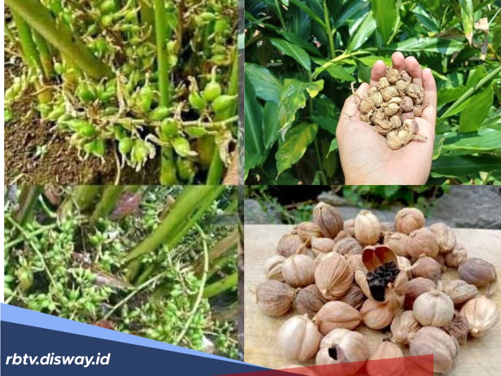 Tanam Kapulaga Bisa Jadi Ladang Cuan, Harganya per Kilogram Capai Rp 900 Ribuan