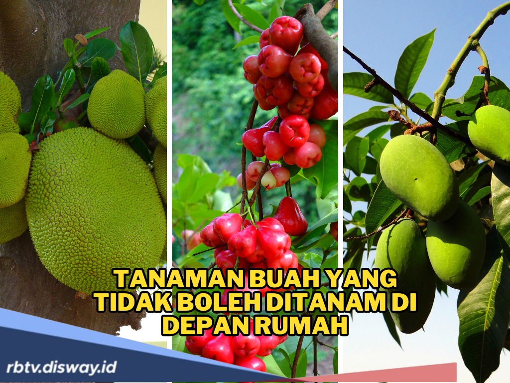Baru Tahu, Ternyata 5 Jenis Pohon Buah Ini Dilarang Ditanam di Depan Rumah, Picu Banyak Masalah 