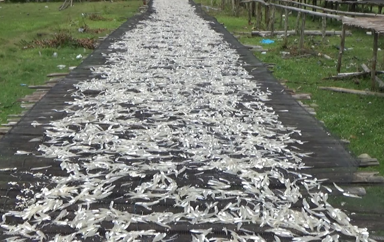 Pemkab Mukomuko Bakal Update Pendataan Hasil Tangkapan Ikan