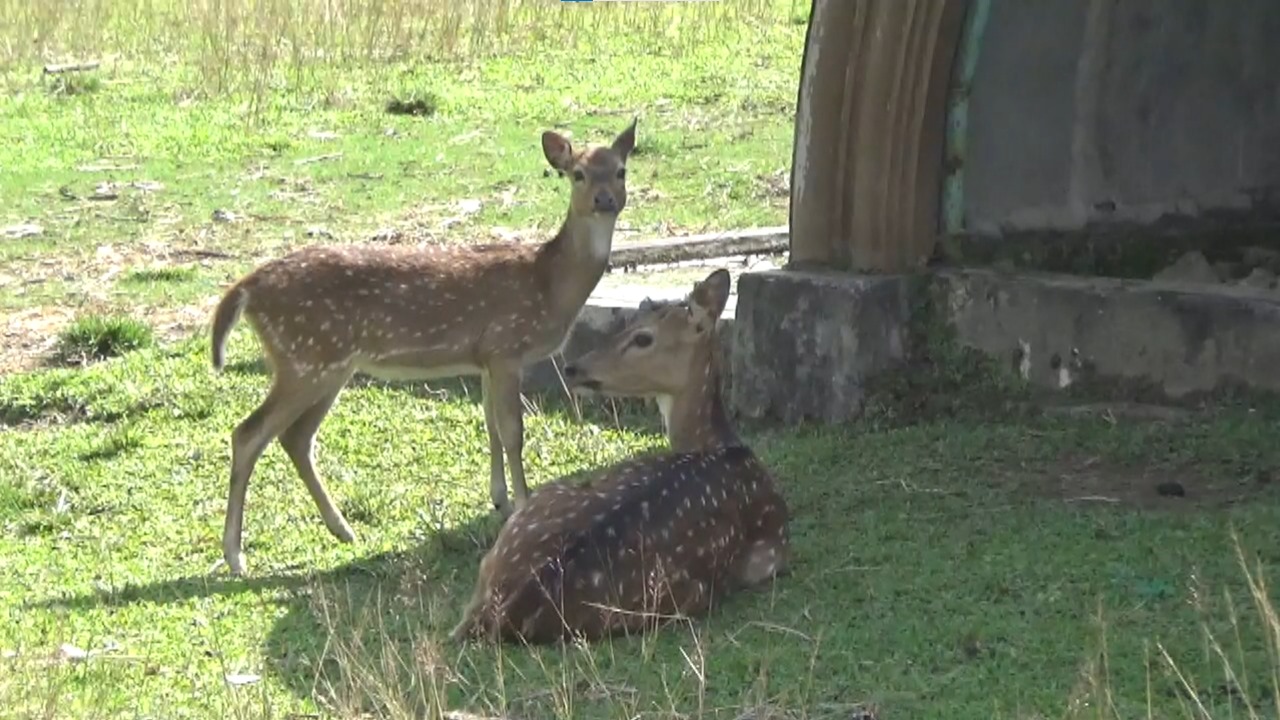 Sensasi Beri Makan Rusa di Kantor Bupati Kepahiang, Ramai Warga Setiap Sore