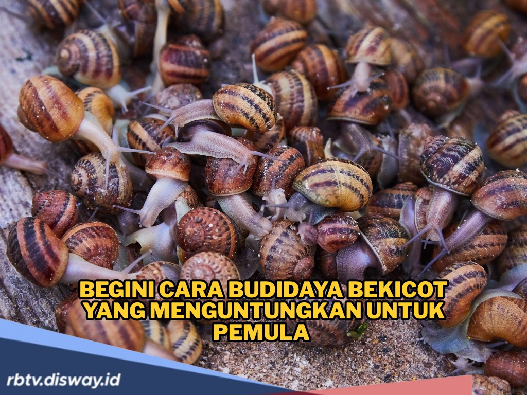 Cara Budidaya Bekicot yang Menguntungkan untuk Pemula Mudah, Murah, dan Minim Risiko