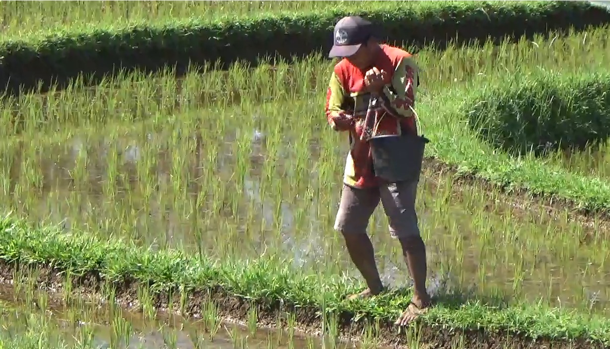 Ancaman Gagal Panen, Tanaman Padi Petani di Kemumu Diserang Hama Tikus 