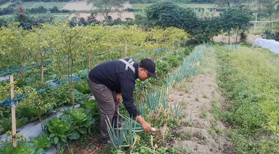 Petani di Rejang Lebong Keluhkan Harga Sayuran Terus Anjlok, Ini Daftar Harga Terbarunya