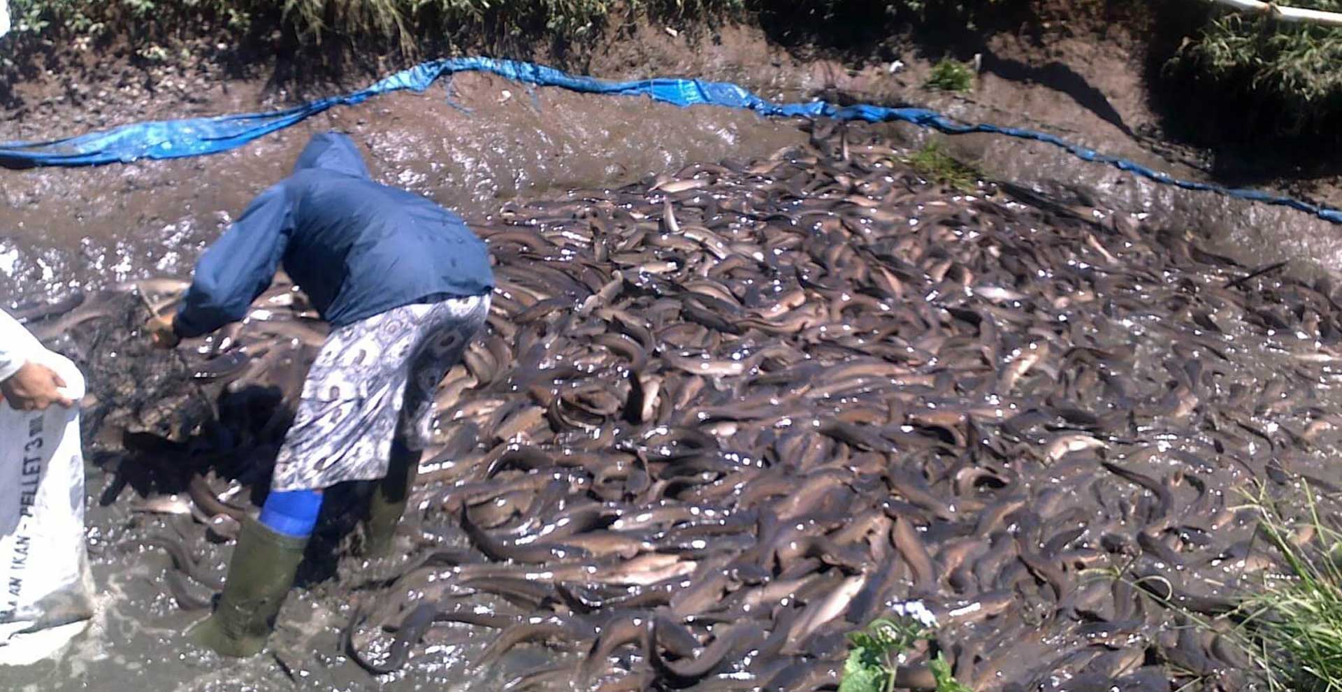 Berapa Modal Budidaya Ikan Lele? Cocok untuk Usaha Sampingan