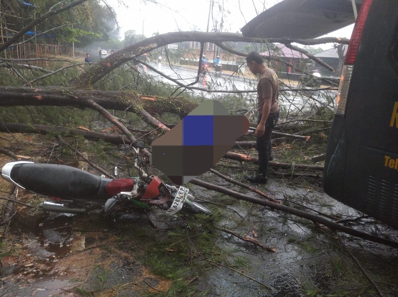 Pohon Pelindung di Pantai Panjang Roboh, Pengendara Sepeda Motor Cedera dan Dilarikan ke Rumah Sakit