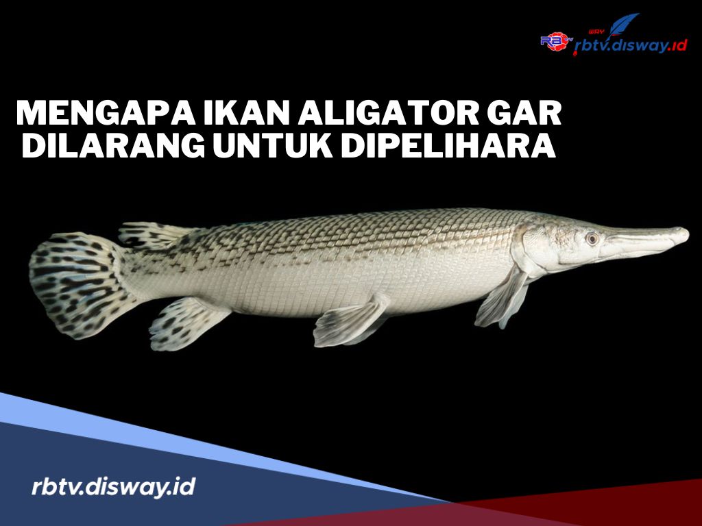 Mengapa Ikan Aligator Gar Dilarang untuk Dipelihara di Indonesia? Ini Alasannya