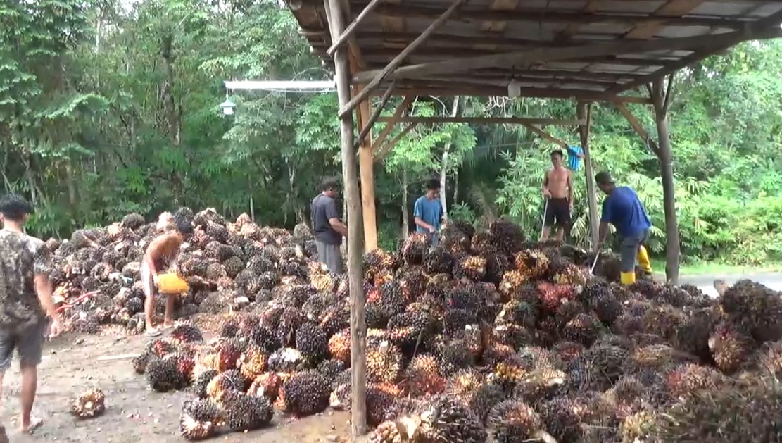 Harga TBS Sawit di Bengkulu Utara Stabil, Berikut Rinciannya 