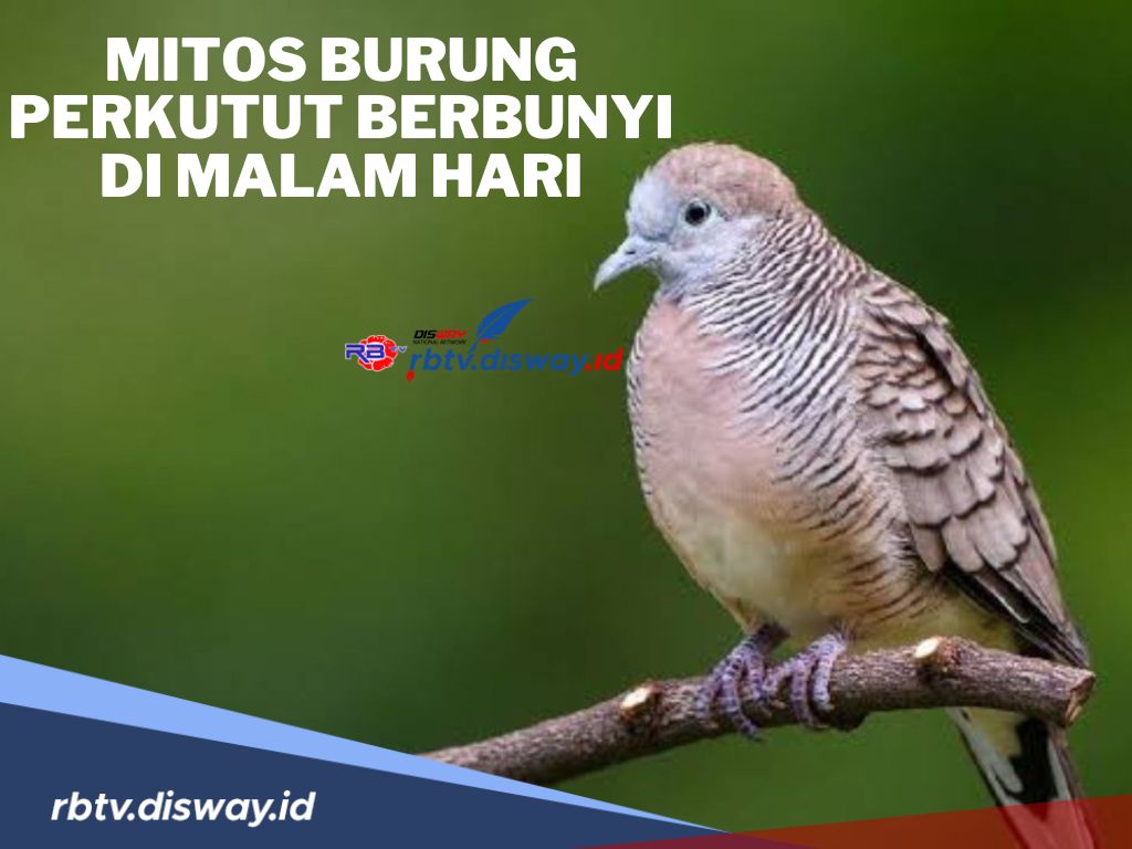 Mitos Burung Perkutut Berbunyi di Malam Hari, Katanya akan Datang Sial