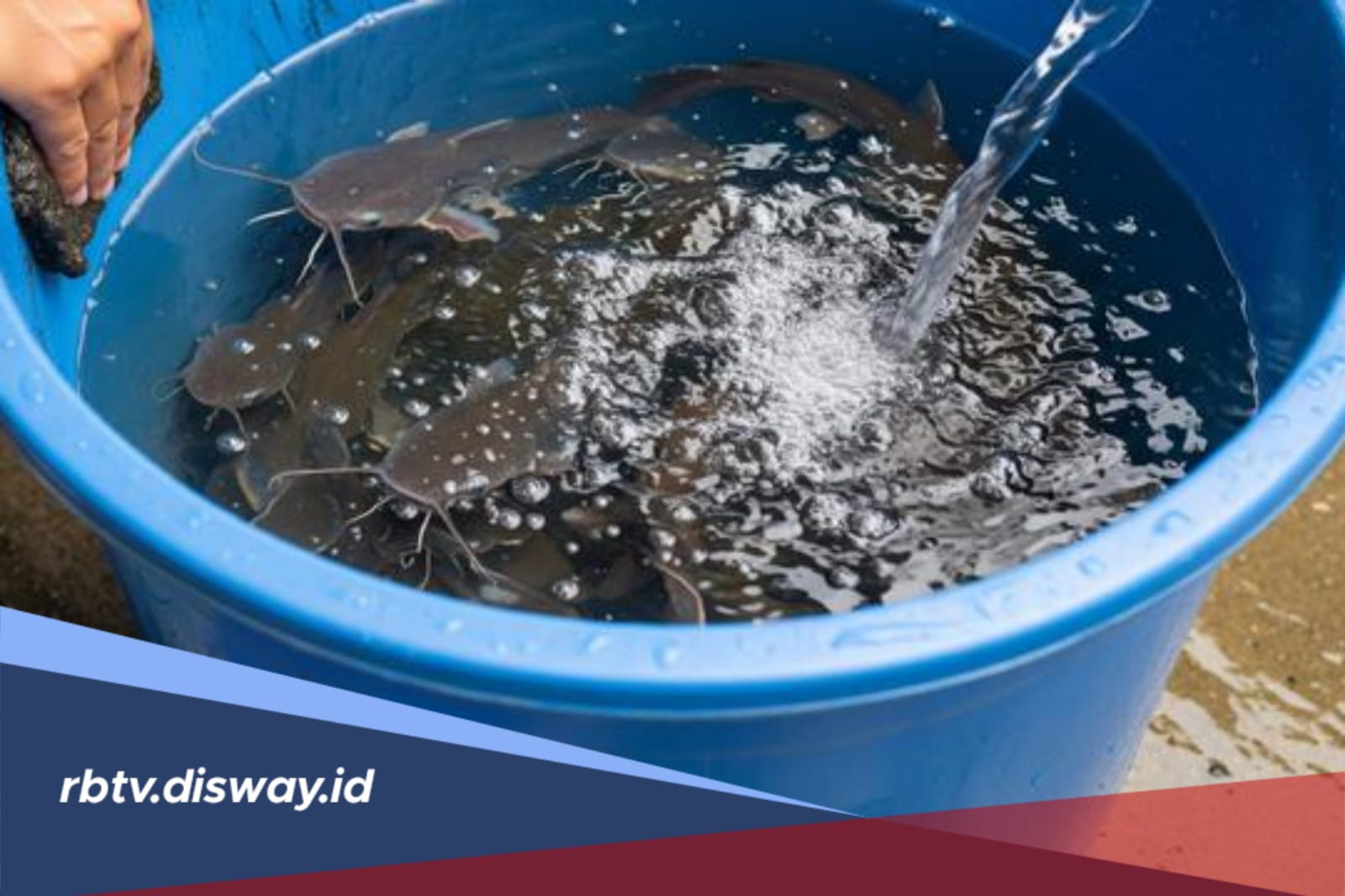 Cara Ternak Ikan Lele Bagi Pemula di Ember, Mudah Dilakukan dan Cepat Panen 