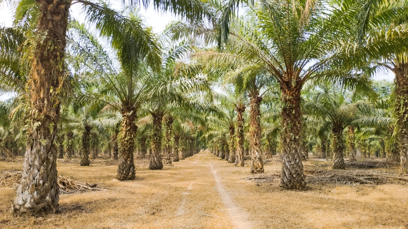 Mau Dapat Dana Replanting Sawit Rp 60 Juta per Hektare? Begini Caranya