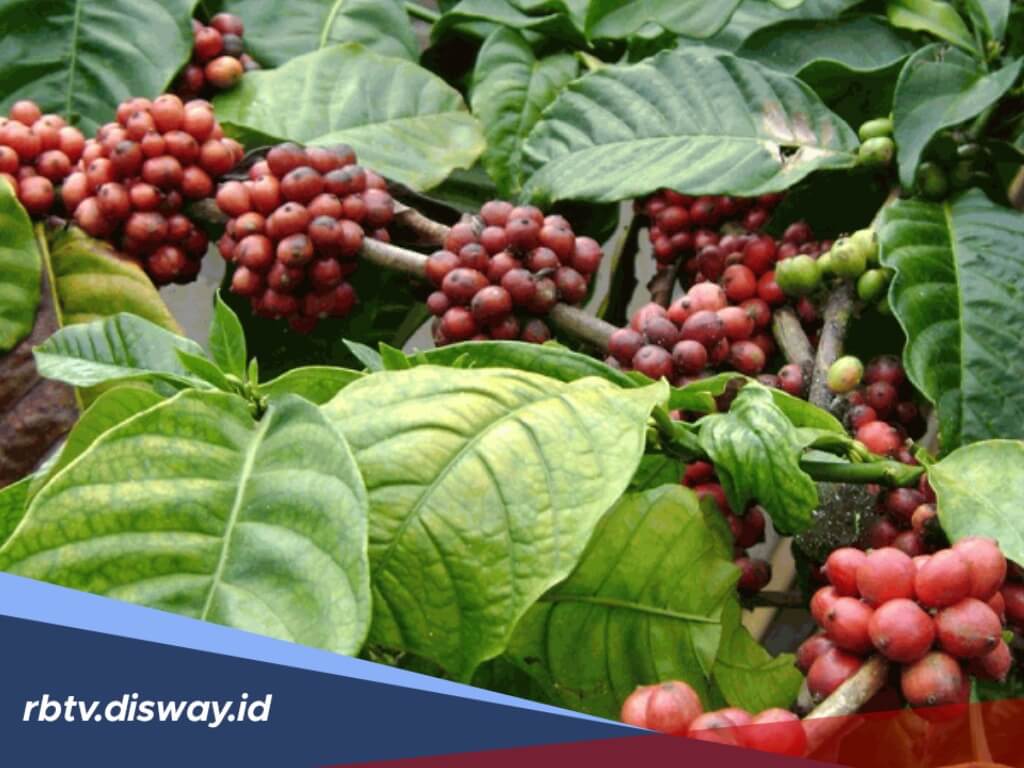 Begini Cara Mengatasi Penyakit Bercak Buah Cercospora pada Tanaman Kopi