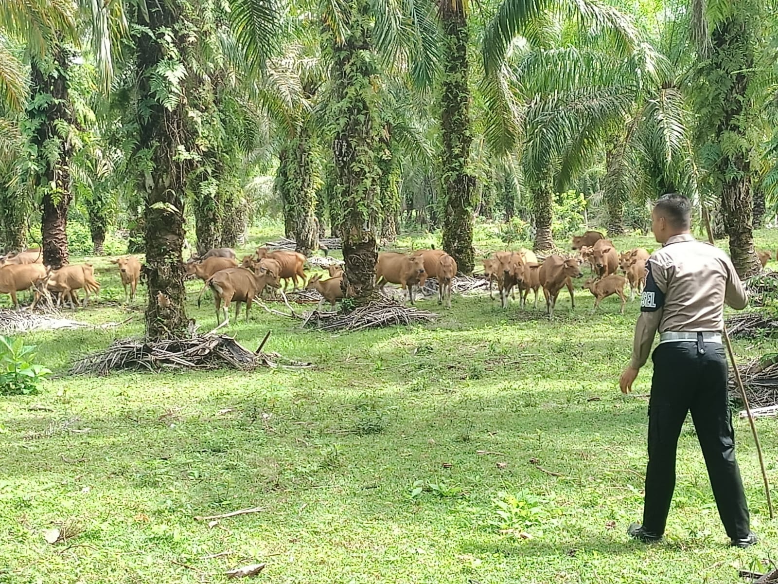 Ternak Liar di Jalinbar Mukomuko Ditertibkan, Rawan Sebabkan Laka Lantas