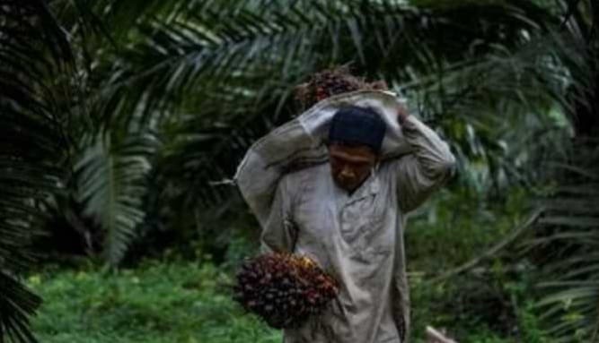 El Nino Bisa Sebabkan Ini Pada Tanaman Kelapa Sawit