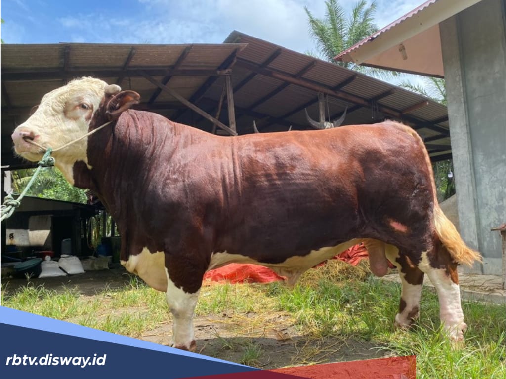 Mukomuko Dapat Bantuan 1 Ekor Sapi Kurban dari Presiden, Bobotnya Segini