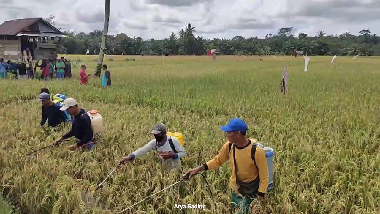 Kewalahan Atasi Hama Wereng dan Tikus, Distan Seluma Gunakan Semua Cara