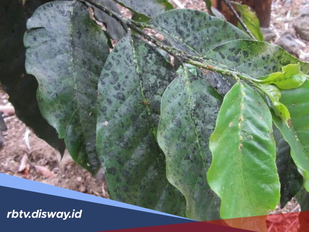 Begini Cara Mengatasi Penyakit Jamur Jelaga pada Tanaman Kopi