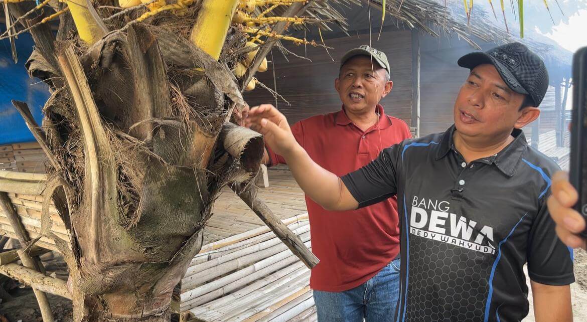 Wali Kota Bengkulu Dedy Wahyudi: Gerakan Menanam 10 Ribu Pohon Kelapa akan Pecahkan Rekor Dunia