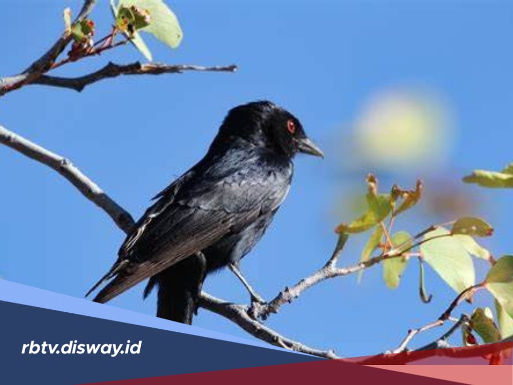 Mitos Melihat dan Mendengar Suara Burung Gagak di Pagi dan Malam Hari Menurut Primbon Jawa