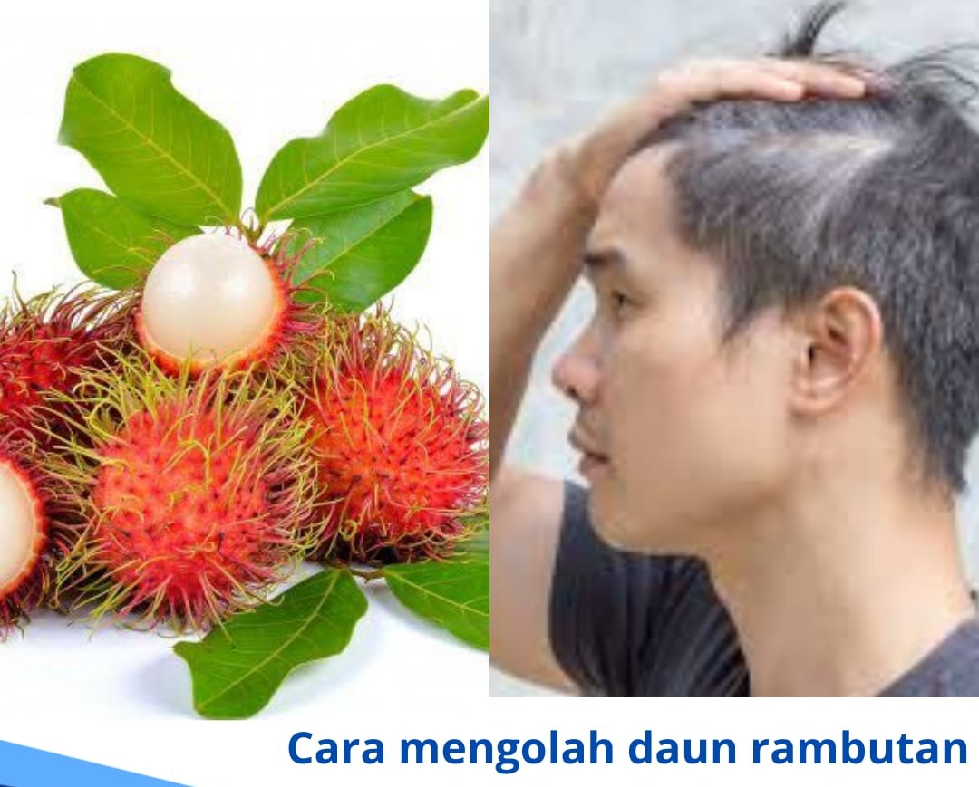 Cara Mengolah Daun Rambutan untuk Mendapatkan 7 Manfaat Bagi Kesehatan Tubuh