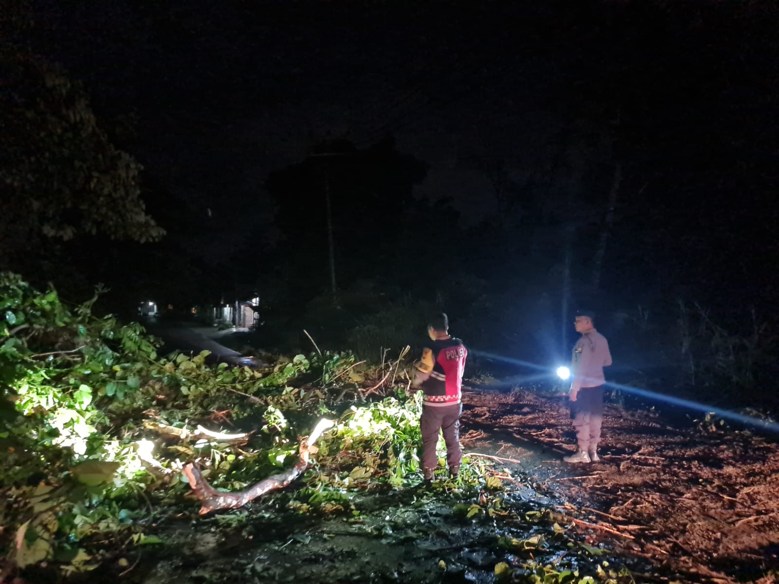 3 Pohon Besar Tumbang di Jalinbar Seluma Akibat Angin Kencang dan Hujan Deras