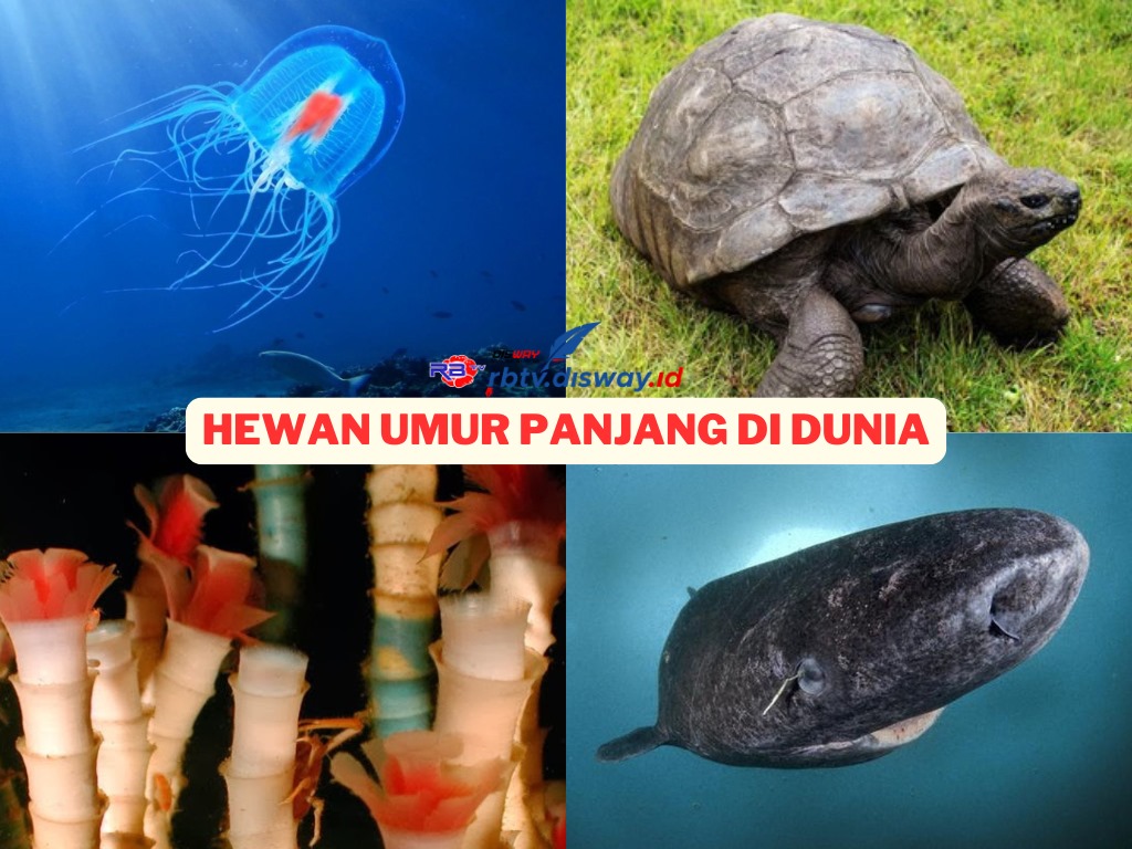 Daftar 10 Hewan Berumur Panjang di Dunia, Ada yang Bisa Hidup Abadi, Apa Saja?