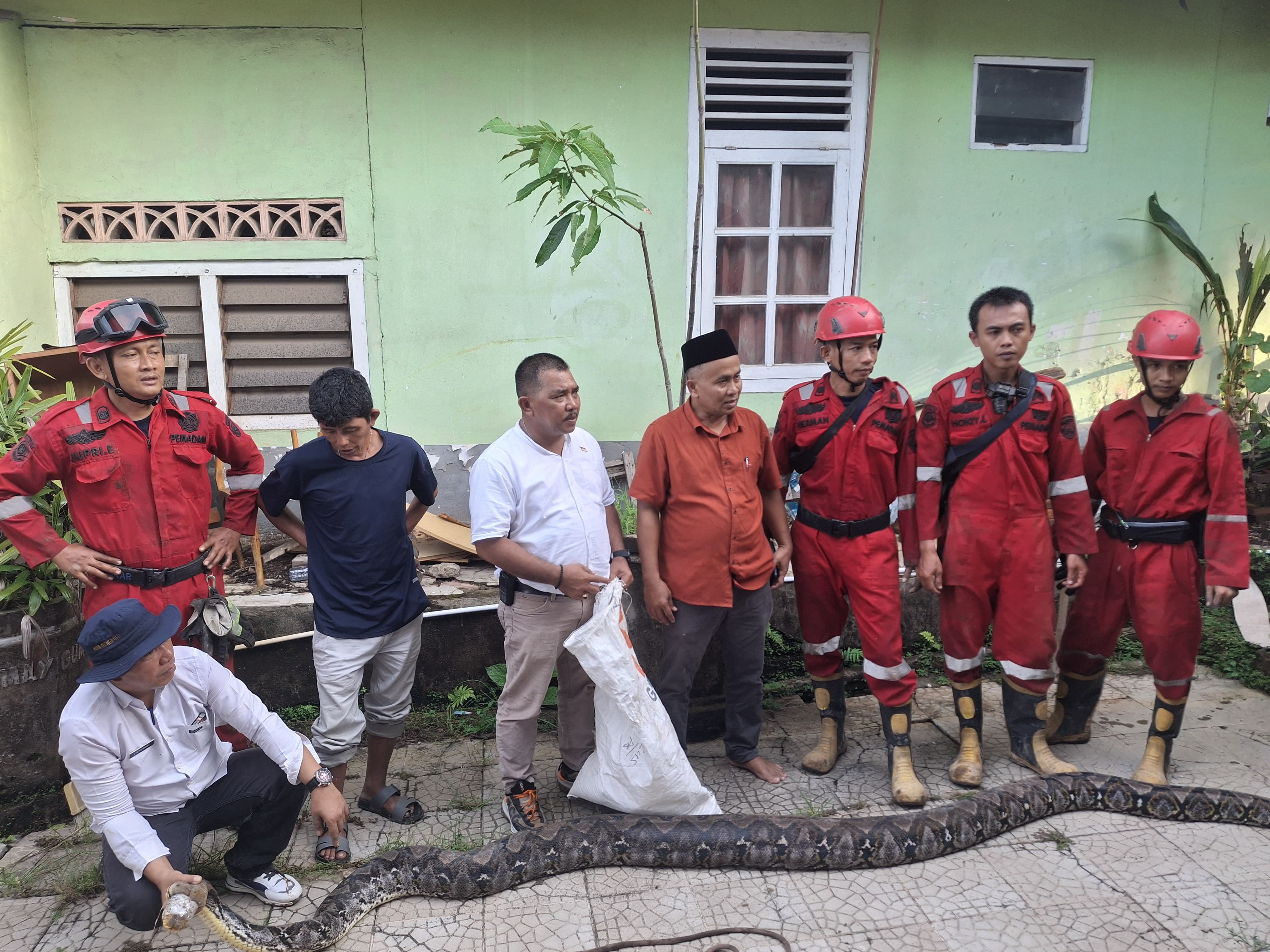 Ular Piton 5 Meter Bersarang di Hotel, Ketahuan Saat Mangsa Kucing 