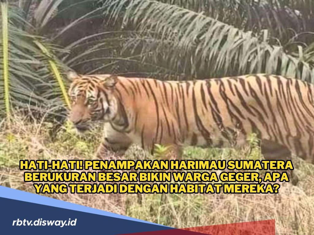 Hati-hati! Penampakan Harimau Sumatera Berukuran Besar di Jalan Area Persawahan Bikin Heboh Warga