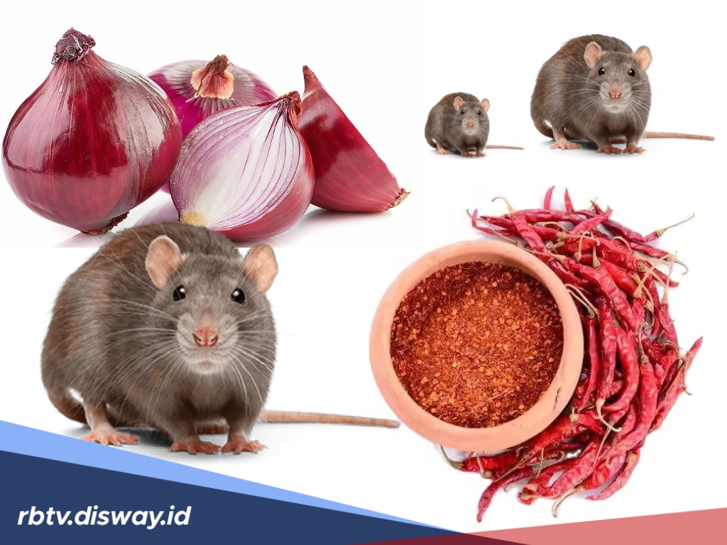Percaya atau Tidak, Ini Aroma yang Tidak Disukai Tikus 