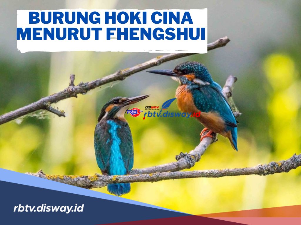3 Jenis Burung Hoki Cina Menurut Fhengshui, Anda Pilih yang Mana?