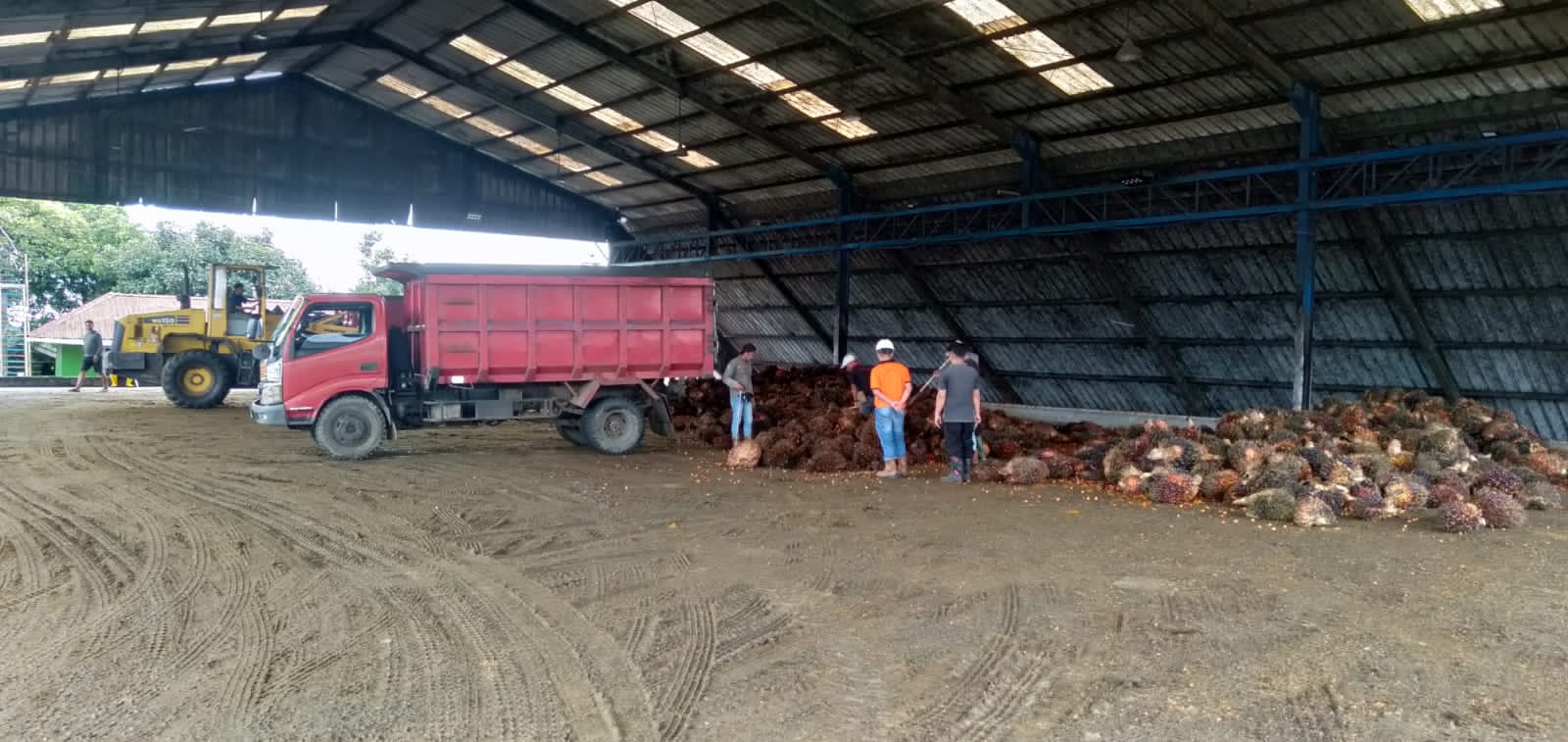 Harga TBS Sawit di Bengkulu Utara Periode Akhir Oktober