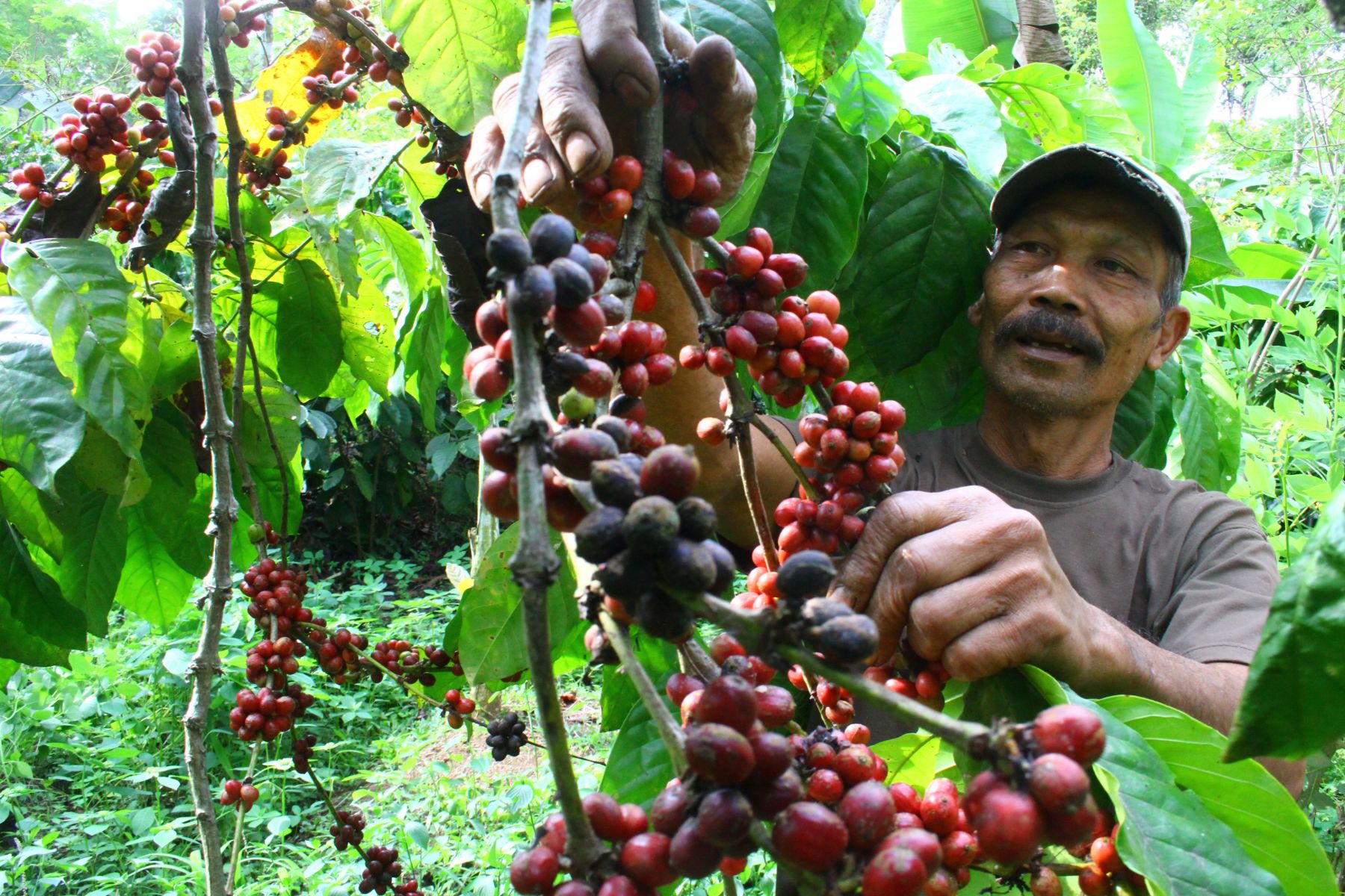 Harga Kopi Turun, Apa Bisa Naik Lagi? Begini Prediksi Pejabat Nasib Harga Kopi ke Depan