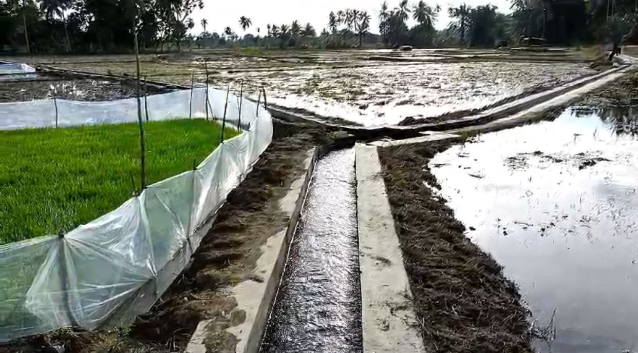 Ribuan Hektare Sawah di Mukomuko Memasuki Musim Tanam 1 dan 2, Pupuk Subsidi Penentu Suksesnya Panen