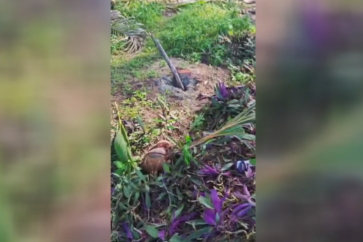 Program Gempala Kota Bengkulu, Ada yang Cabut Pohon Kelapa Demi Umbut Kelapa