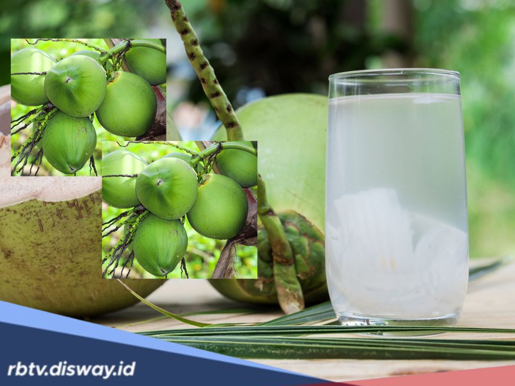 Sering Mengalami Dismenore saat Haid? Ternyata Obatnya Kelapa, Begini Manfaatnya 