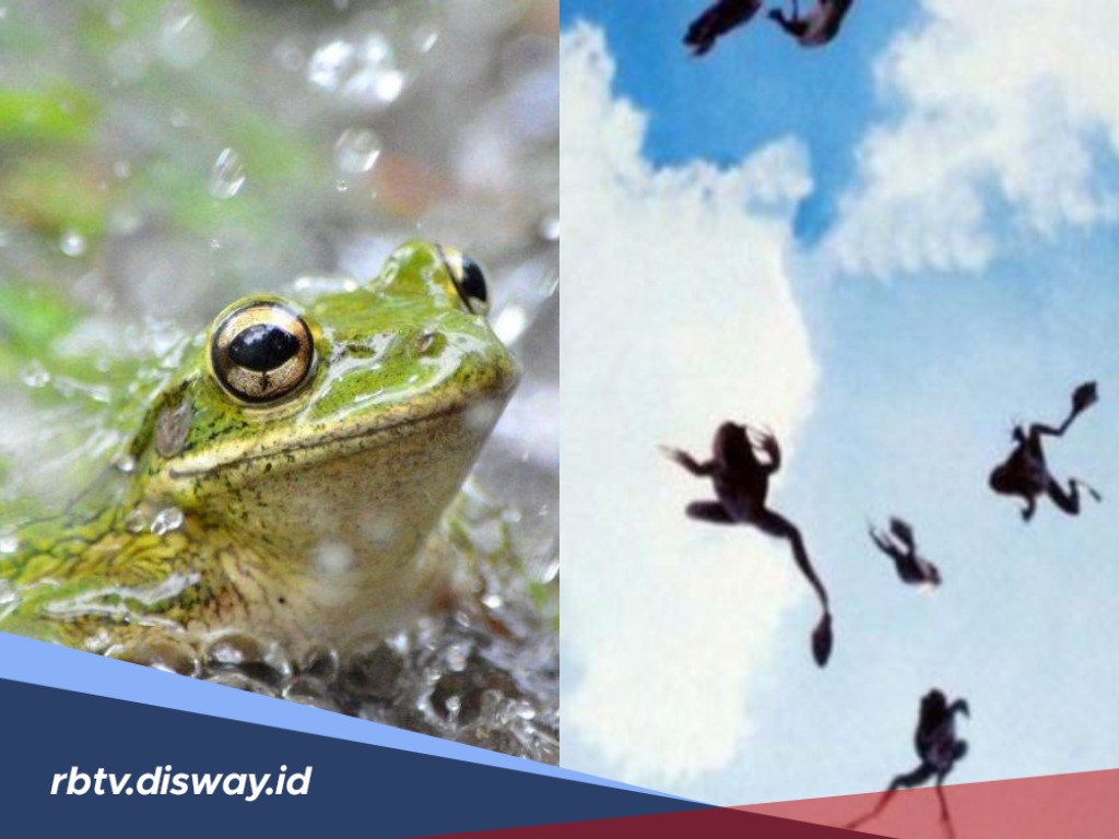 Fenomena Hujan Katak Dikaitkan dengan Hal Mistis, Benarkah Demikian? Begini Penjelasan Ilmiahnya