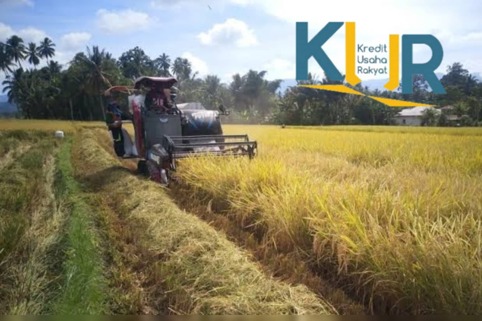 KUR Pertanian 2023 Disiapkan Rp 50 Miliar/Kabupaten, Beli Bibit dan Alat Pertanian Makin Mudah